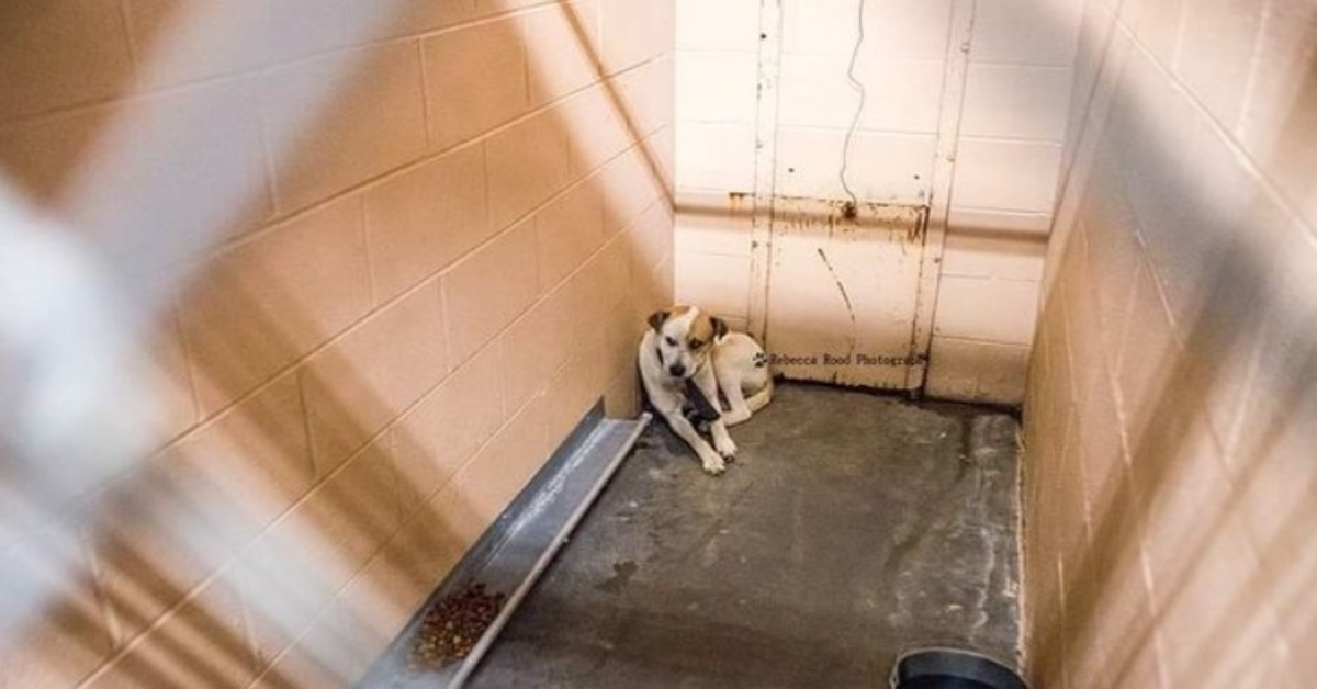 Sad And Scared Dog Only Comes Out Of The Kennel Corner Once Belt Is Removed
