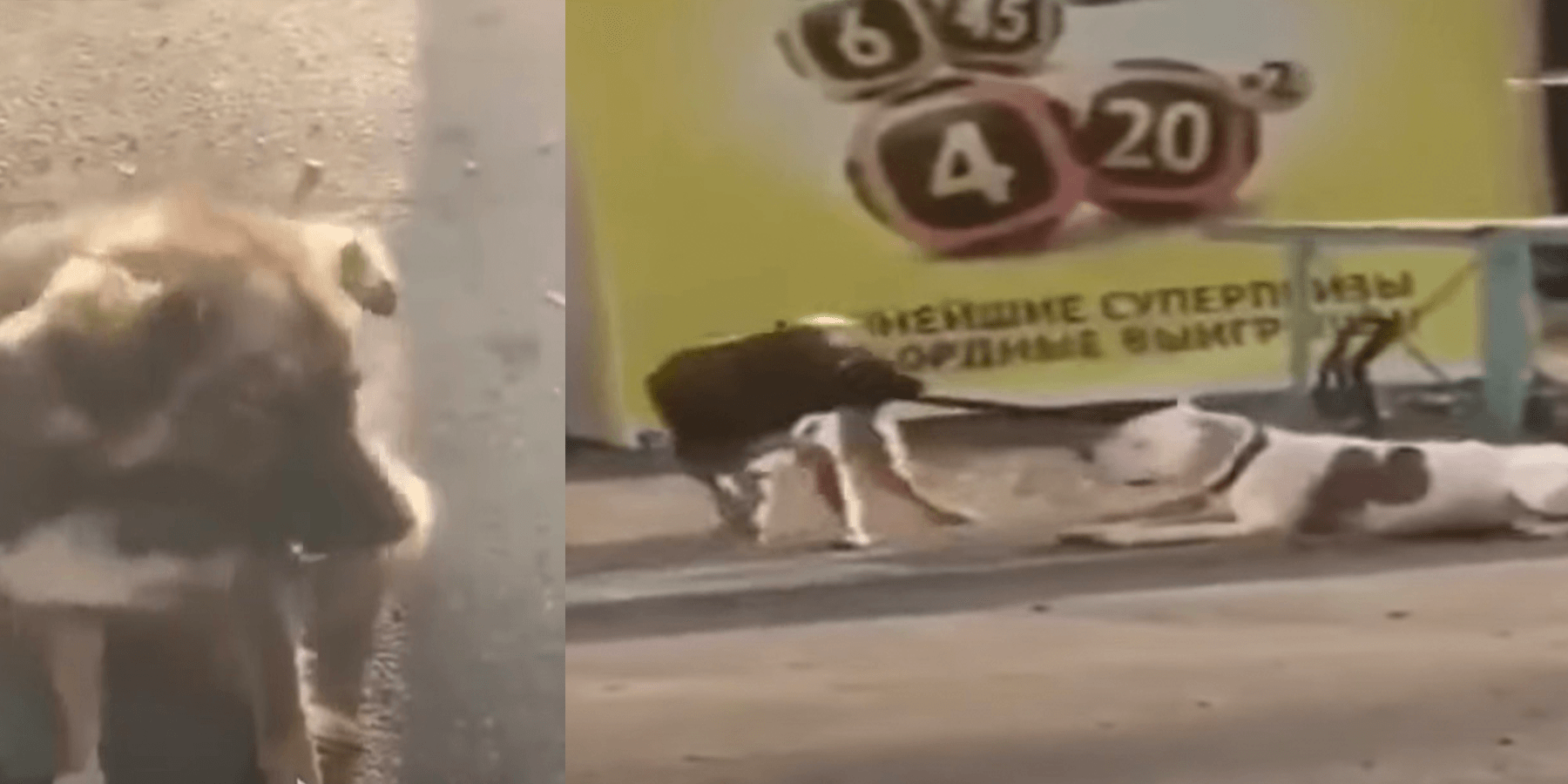 Stray Dog Spots A Dog Tied To A Fence And Works To Set Him Free