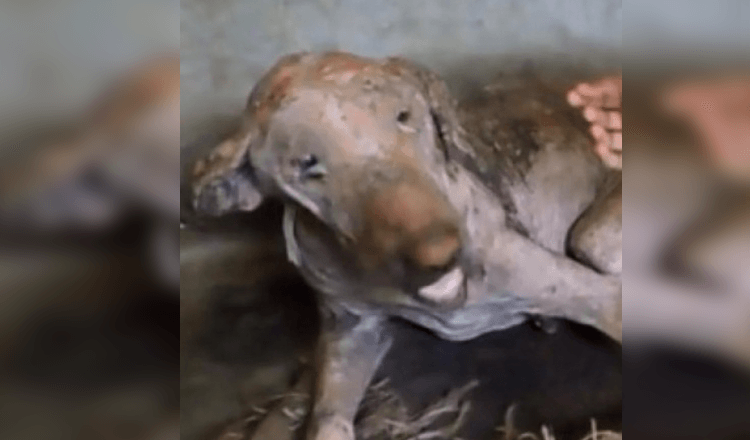 Starving, Hairless Dog Found Covered In Sores Looks Unrecognizable After Being Rescued