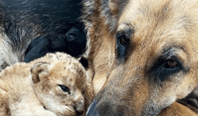 German Shepherd Adopts Lion Cubs After They’re Rejected By Their Mother
