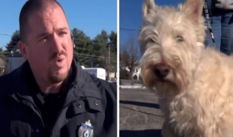 Tiny Dog Runs Up To Cop And Starts Barking Loudly, Begs The Cop To Follow Him