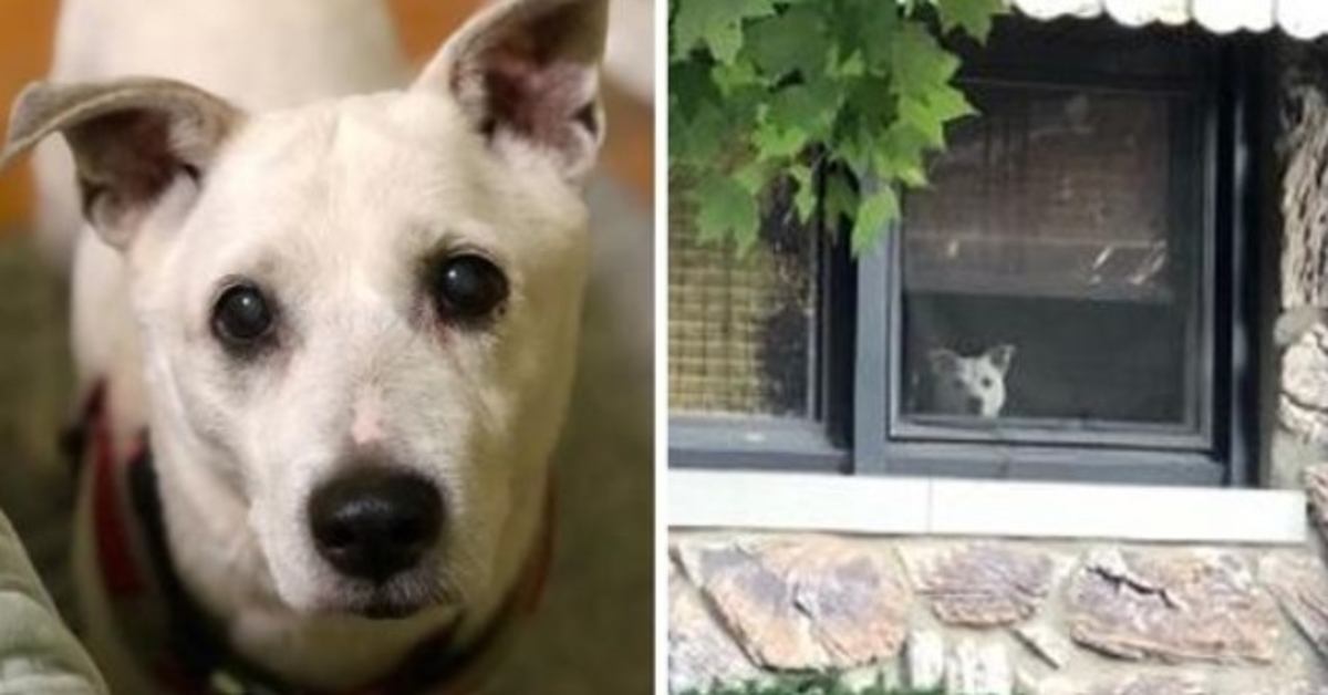 Dog Passed Away After Sitting By The Window For 11 Years Waiting For His Owner To Come Home