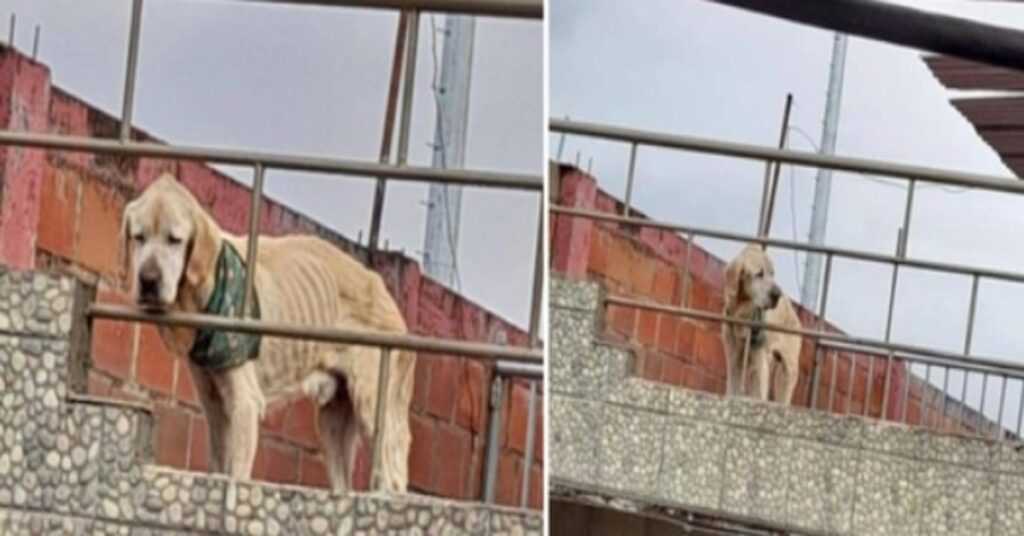 With the saddest look and his bones in sight, dog spent his days stuck on the roof of a house