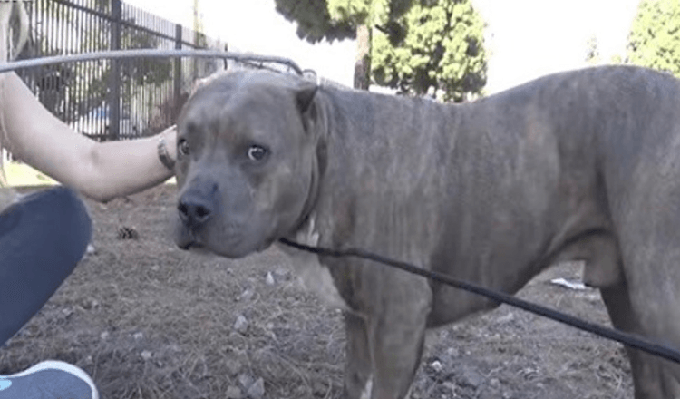 Injured Pit Bull Screams And Whimpers In Pain When Rescuers Approach And Rescue Him From Train Tracks