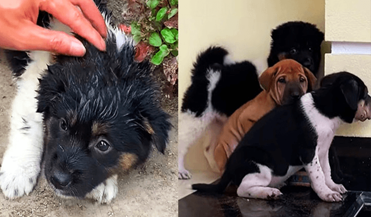 Smart stray puppy follows man home and then leads him to help his stray friends