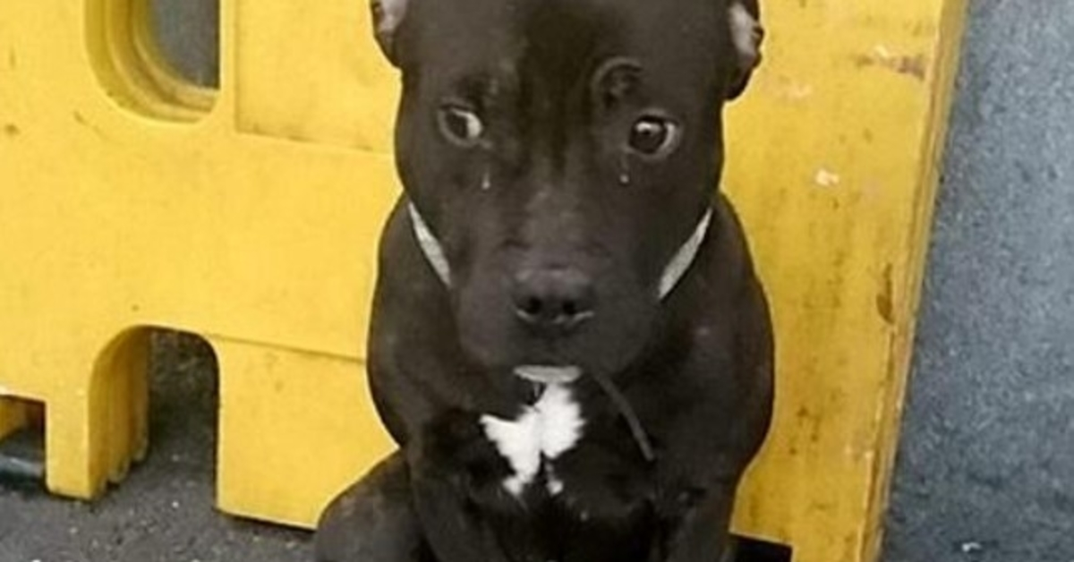 Dog Abandoned At Train Station Cries From Sorrow As His Human Flees The Scene
