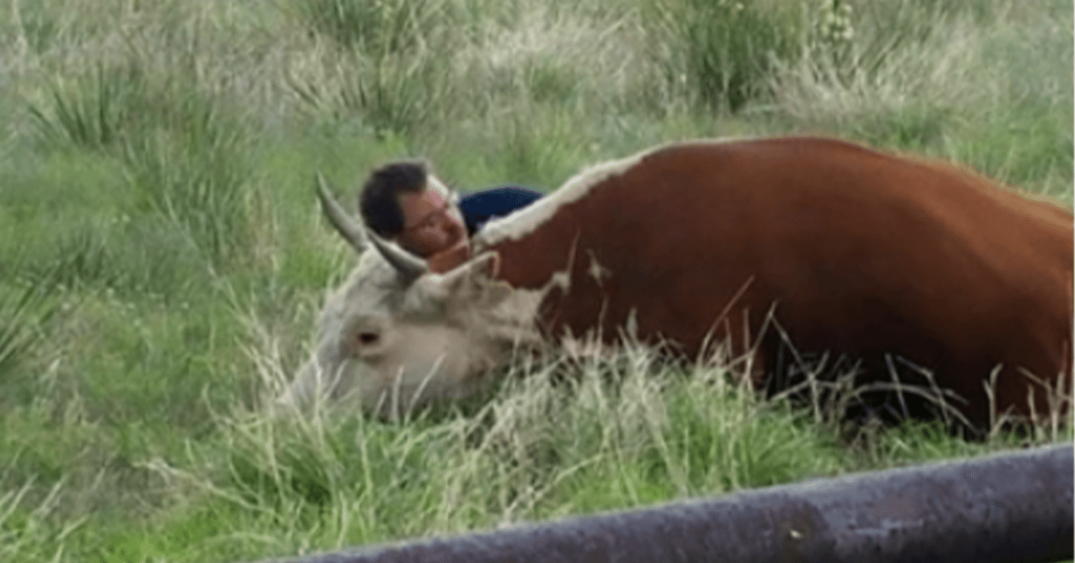 Man Caught On Camera Consoling Distressed Cow After She Lost Her Calf