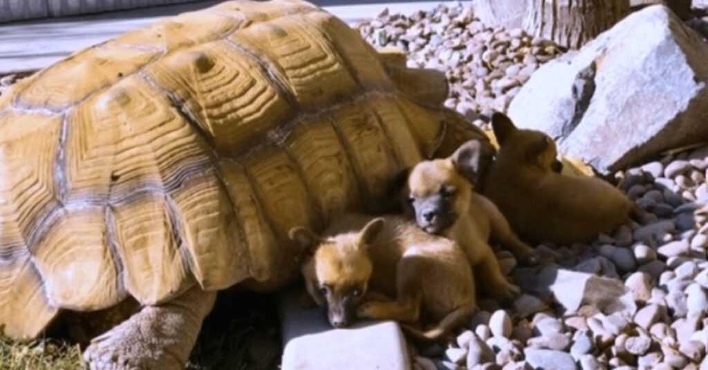 Abandoned Puppies Befriend A Lonely Giant Turtle