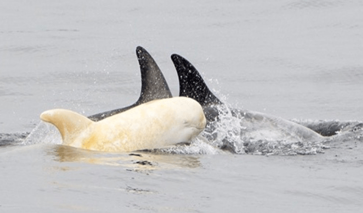 RARE Albino Dolphin Spotted, And It’s Hard To Believe It’s Real
