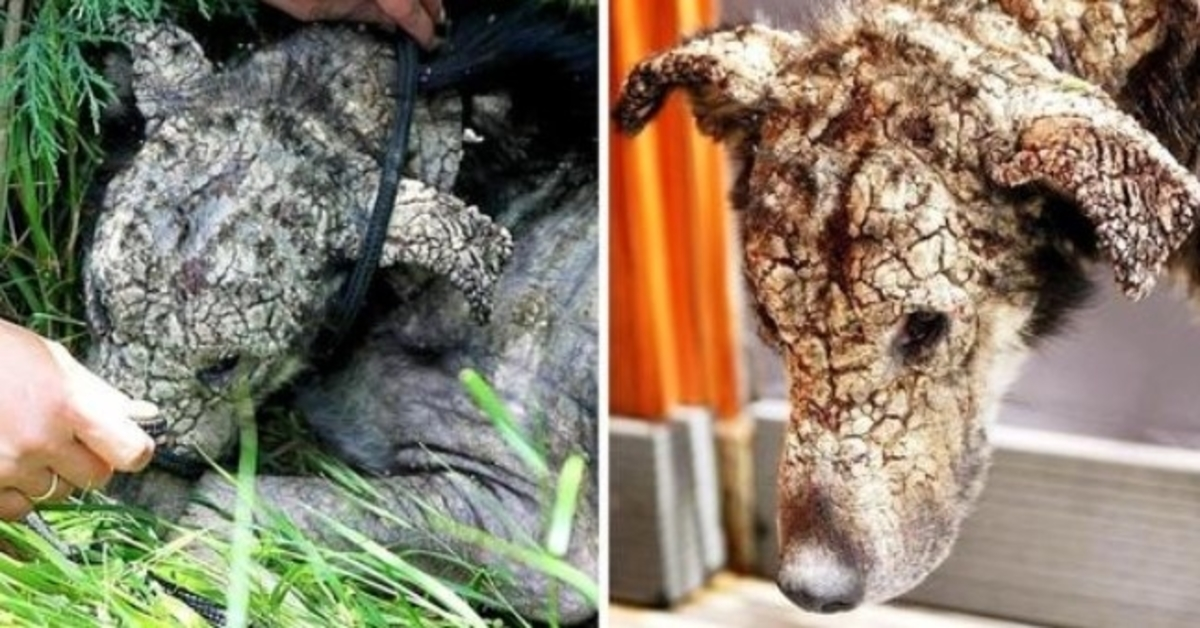 “Stone Faced” Dog Was In So Much Pain That She Just Wanted Her Life To End
