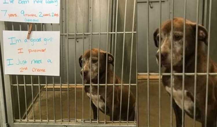 Lonely dog has been waiting in shelter for over 7 years, begs someone to give her a ‘second chance’