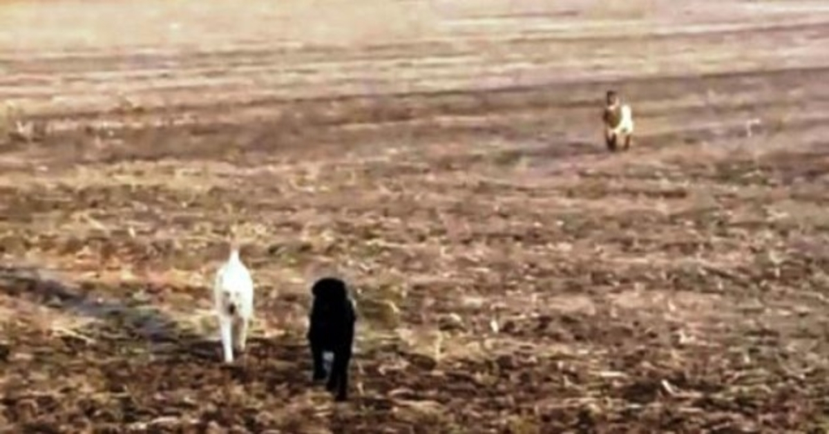 Worried Dad Sees His Missing Dog Running Toward Him, But The Dog Is Not Alone