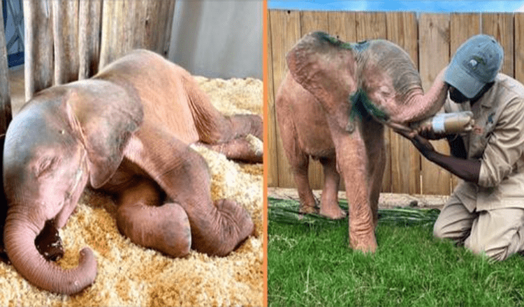 Albino Elephant Rescued From Poachers Snare Has Made A Full Recovery