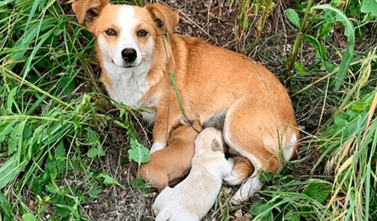 Broken-Hearted Mama Dog Waited On Roadside For Her Owners To Come Back For Her