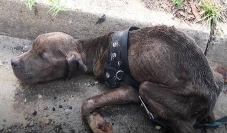Starving Pit Bull Puppy Found Dying in Gutter So Happy Now