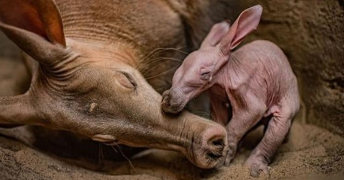 Chester Zoo ‘overjoyed’ as it celebrates birth of its first ever aardvark