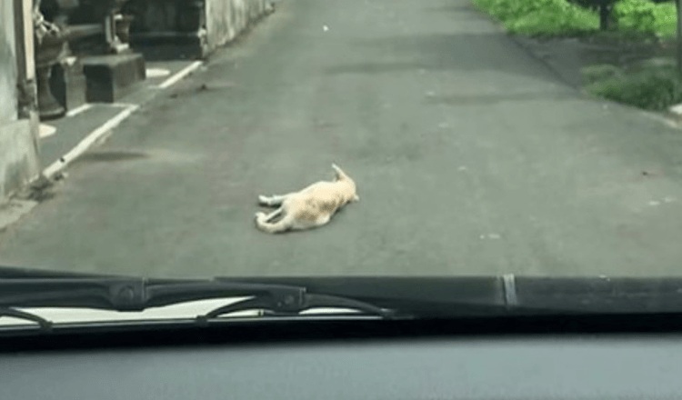 Car Pulls Up On A Dog Lying Motionless In The Middle Of The Road