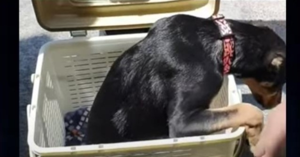 Basket Contained Dog With “Half Of A Body” That No One Wants, Sets Eyes On 1 Man