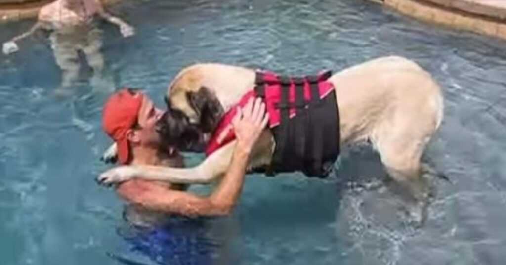 Huge Dog Is Afraid Of Water, So Her Loving Dad Teaches Her To Swim