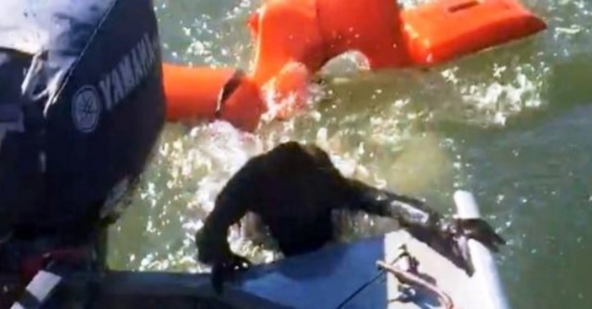 Fisherman Throws Life Jacket To Save Drowning Dog, But It’s Not A Dog At All