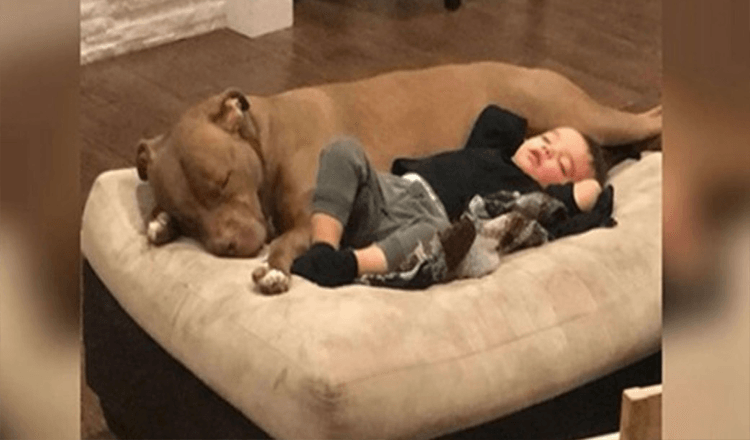 Little Boy Gets The Flu And Only Wants His Rescue Dog To Comfort Him