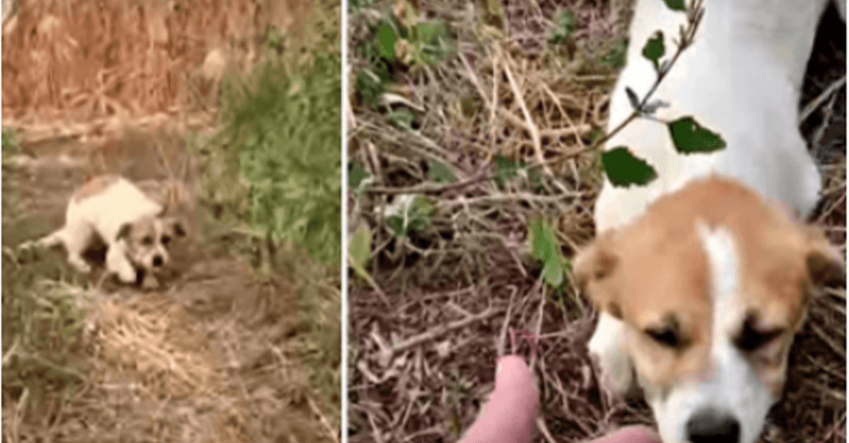 Harmed Puppy Tired Of Running Digs Deep To Accept His Hand Before Sky Erupts