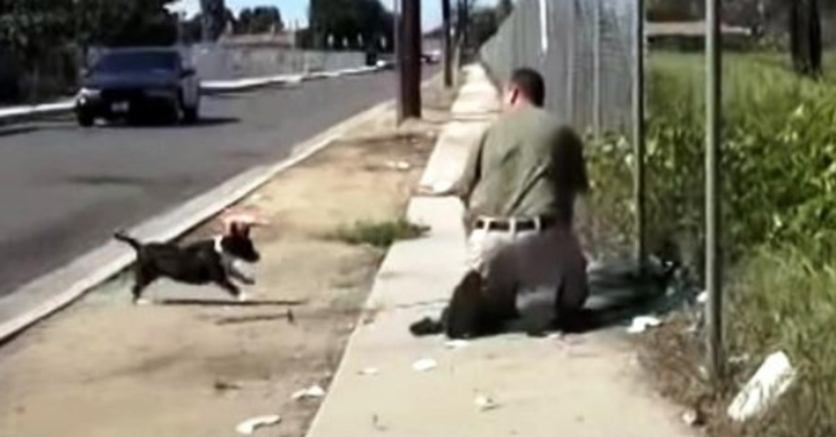 Stray Mama Dog Freaks Out When She Sees A Man Trapping Her Only Puppy In A Net