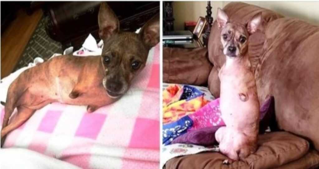 2-Legged Dog Rejected For 8 Yrs And Returned 3 Times Begs For A Chance At Life