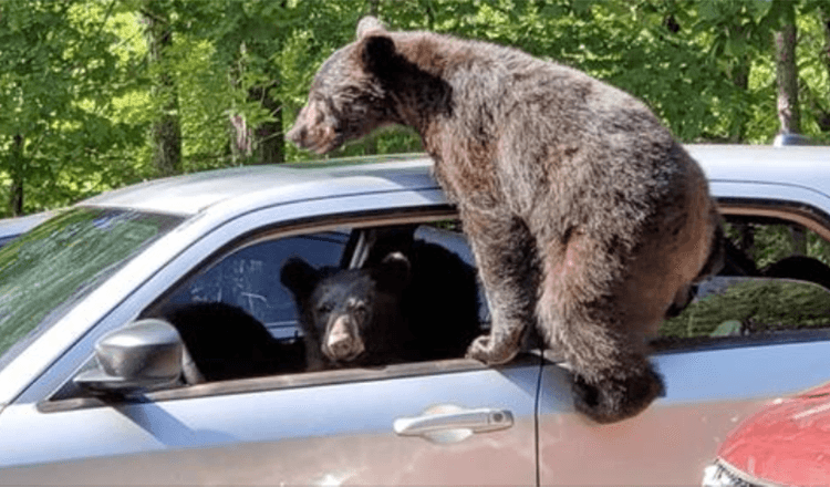 Man Walks Outside And Discovers That An Entire Family Of Bears Have Snuck Into His Car