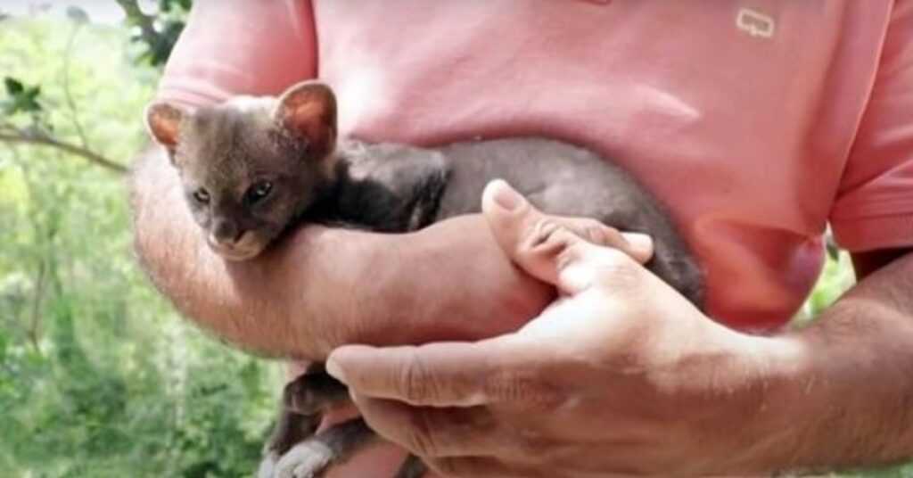 Farmer Saves Stray ‘Kitten’ From Side Of Road, Cat Ends Up Being A Cougar Cub