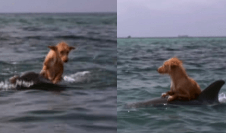 Dog Falls Into Canal And Fights For Life Until Group Of Dolphins Save Him In Incredible Effort