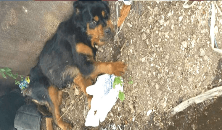 Paralyzed Dog Abandoned At Dumpster Never Thought Anyone Would Find Her