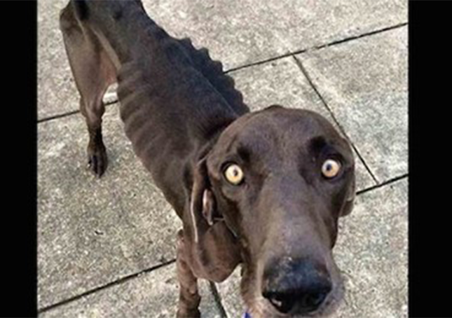 Starving Dog Who Survived By Eating Twigs And Rocks Gets His Happily Ever After