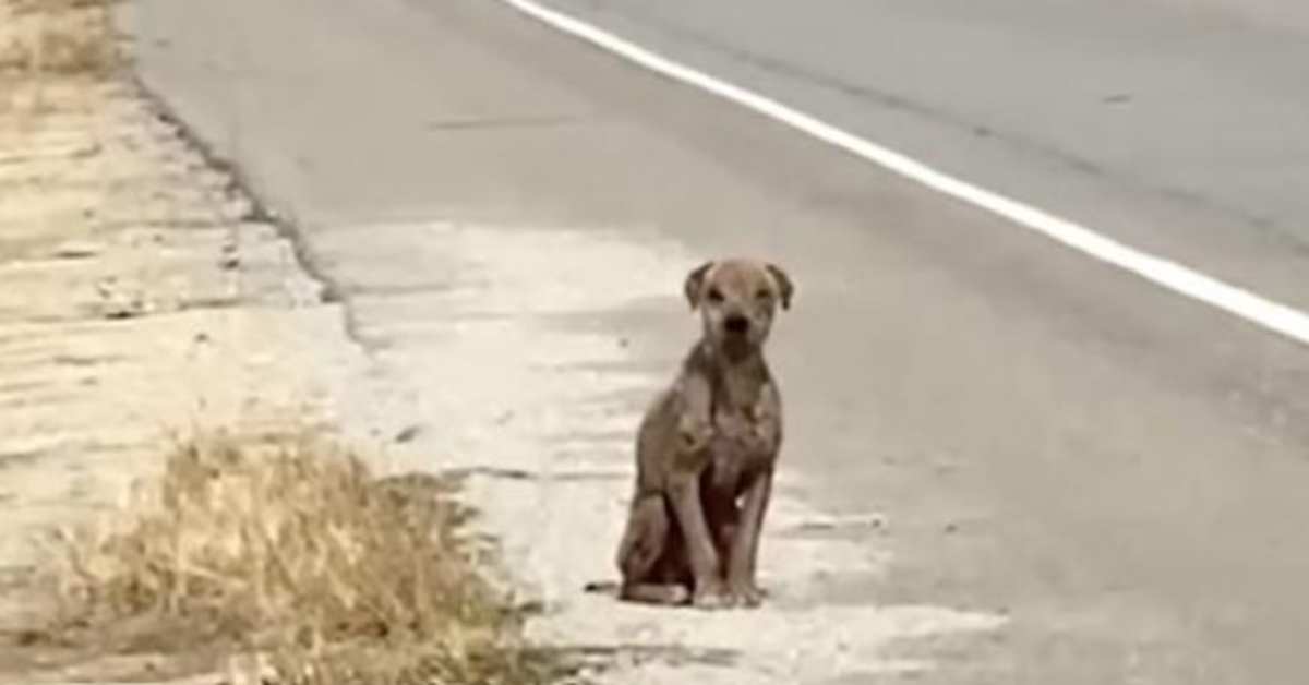 Scared & Sad Dog Sitting By The Side Of The Road Missing His Shiny Coat Seeking For Love