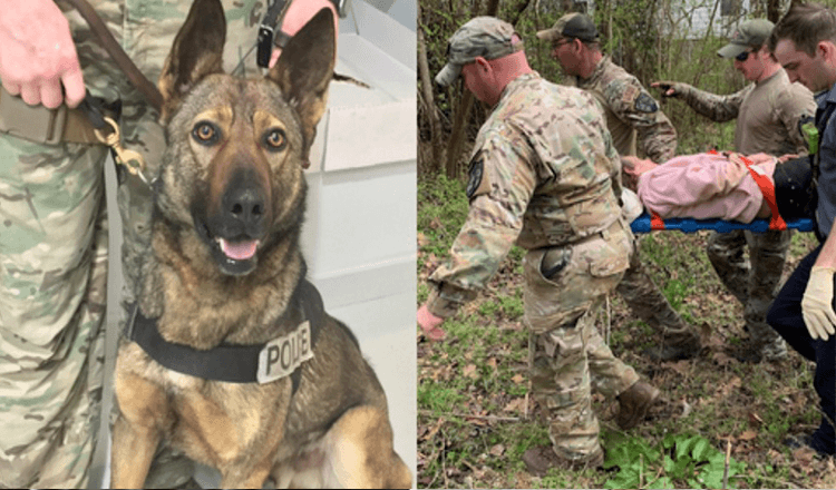 Hero German Shepherd finds 90-year-old lady who was lost in the forest overnight