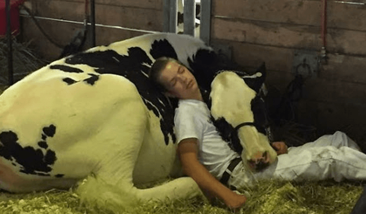 Tired Boy And His Cow Lose Out At Dairy Fair, Fall Asleep And Win The Internet