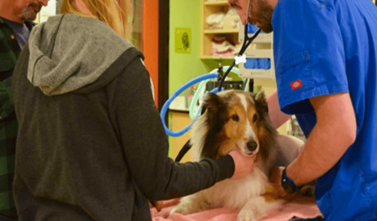 Paralyzed Dog Was About To Be Euthanized Until The Vet Felt A Tick
