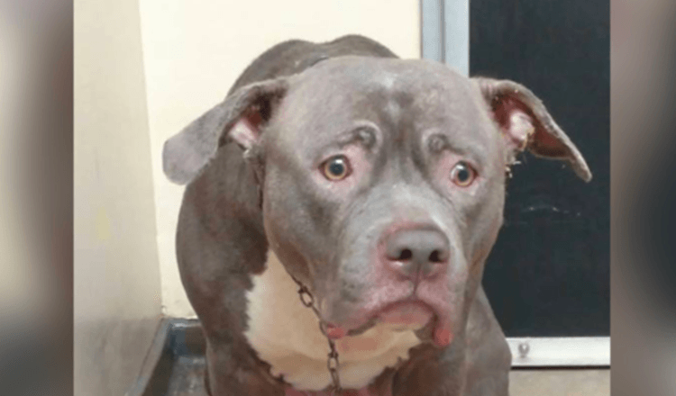 Dog Makes The Saddest Face When Her Family Abandons Her At The Shelter