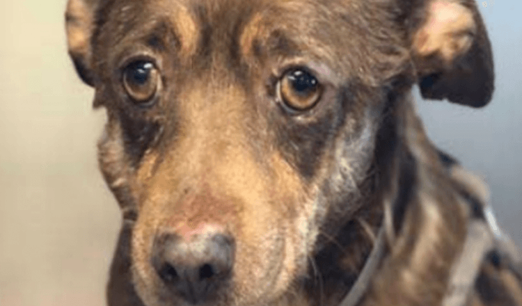Senior Dog With The Saddest Eyes Is Dumped At Shelter Because ‘He’s Too Old’