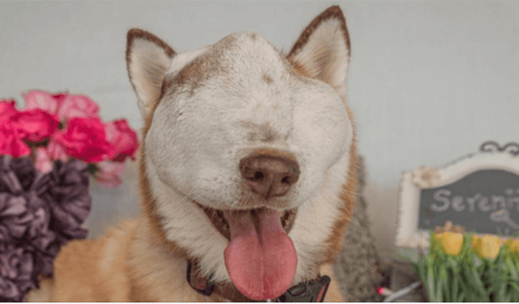 A Dog With Untreatable Tumor Shows Off Her Beauty