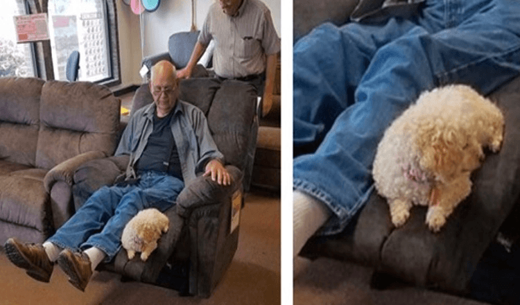 Grandpa Brought His Dog To The Furniture Store To Make Sure She Approved Of Their New Chair
