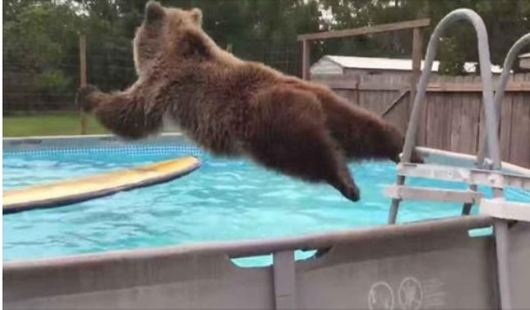 Grizzly Bear Belly Flops Right Into Pool Then Turns Around And Gives Camera Huge Smile