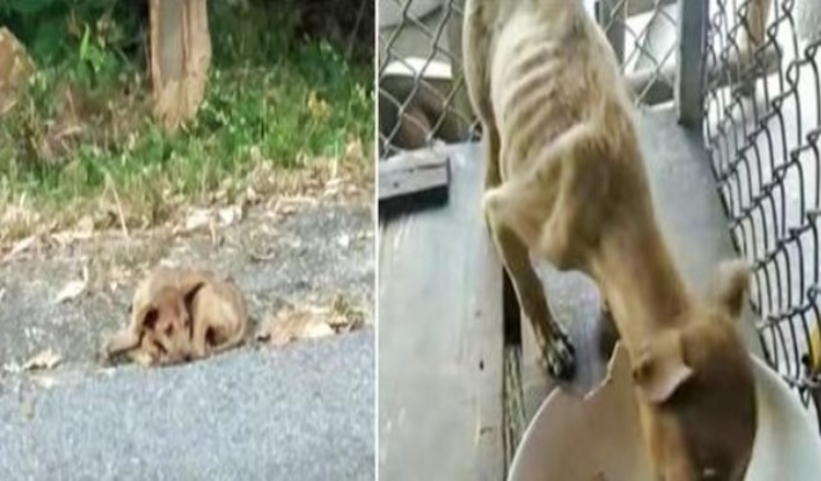 Roadside Stray Picked Up By Angel, Eyes Grow Wide As He Sees First Meal
