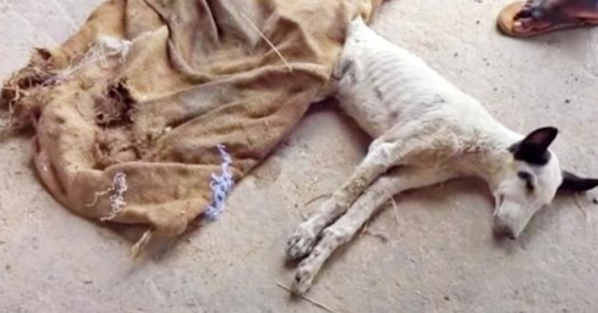 Man Noticed Dog That Starved To Death, Covered Him And His Head Popped Up