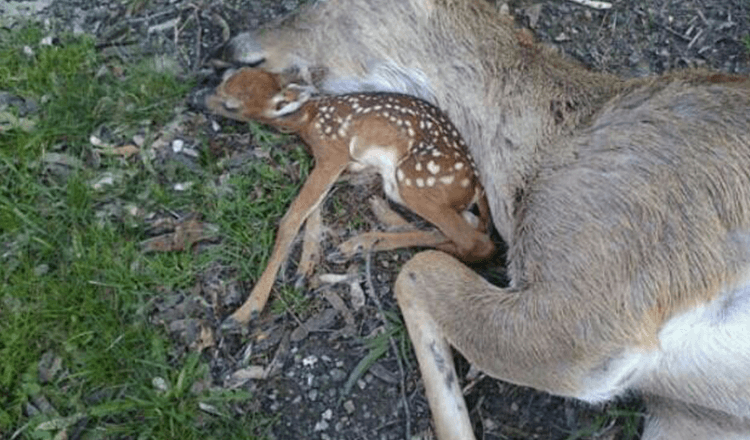 Baby Deer Lies Beside His Mother’s Body Hoping That She Will Breathe Again