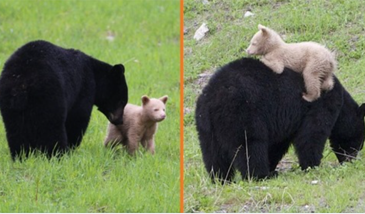 A Cream-Colored Bear Cub Spotted Playing With Its Black Bear Mother