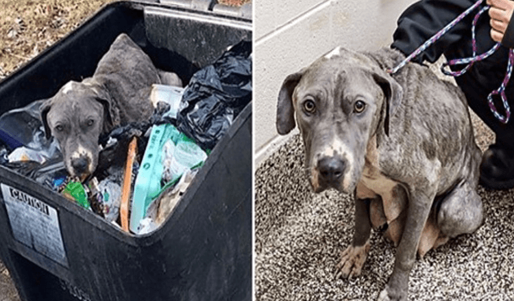 Neglected Mama Dog Dumped In Garbage Can Is Heartbroken Without Her Babies