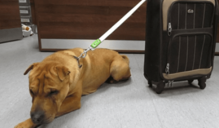 Dog Was Abandoned At The Train Station With A Suitcase Full Of His Belongings