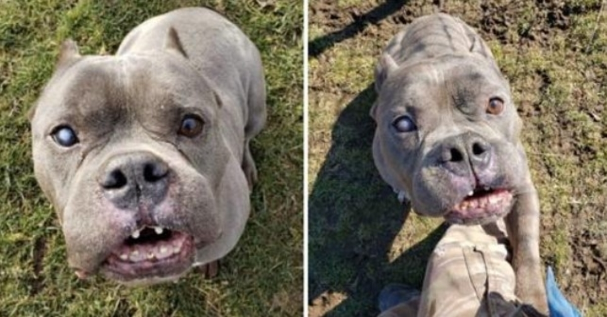 After A Long Wait The ‘ugly’ Pit Bull That No One Wanted Finds A Home