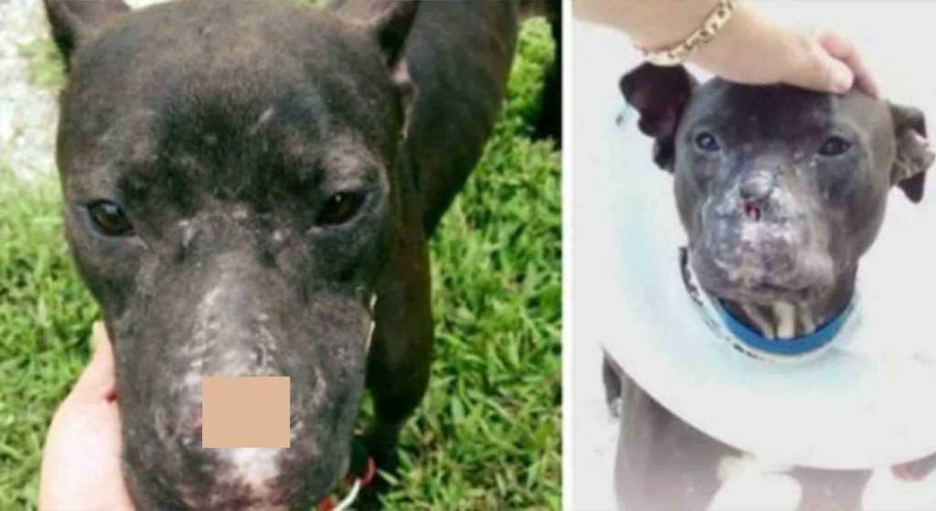 This Dog Knew Nothing But Cruelty Until Caring Humans Gave Him A Second Chance